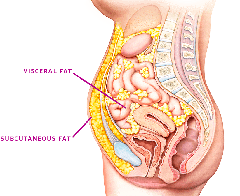 itsjennzz's tweet photo. Visceral Fat vs Subcutaneous Fat/Body Fat
Bedanya apa yahh? Anyone knows? 
#HealthTips #dietsehat https://t.co/eTeSPowT9o