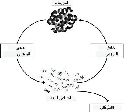 نقاط تلخص التوعية عن البروتين الي سويتها الأسابيع السابقة:

١. الجسم كله مؤسس على بروتينات، حتى العظام.

٢. كل البروتينات تحتاج تجديد مستمر وبعض البروتينات ما تستمر اكثر من ساعة قبل الحاجة لتجديدها. يقدر انه في المعدل 250 جرام من بروتينات الجسم تجدد يوميا.

٣. أجزاء من الجسم