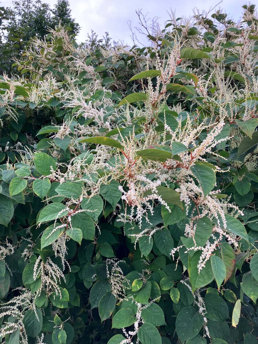 @ISAP-SWEDEN tweet media