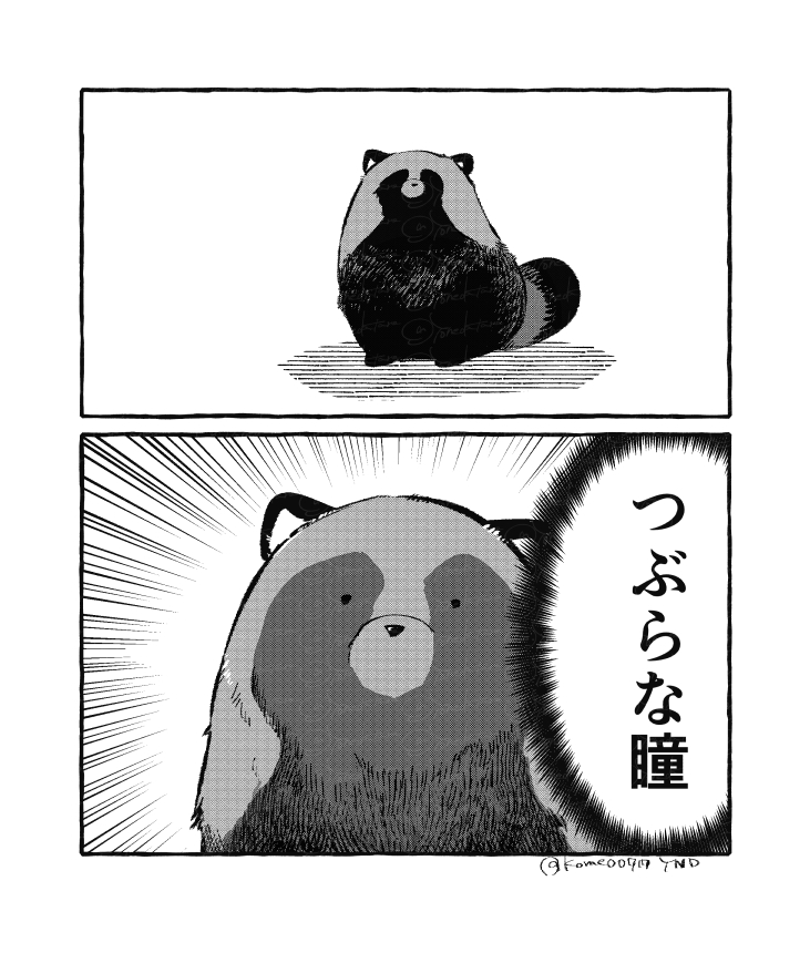 たぬき 