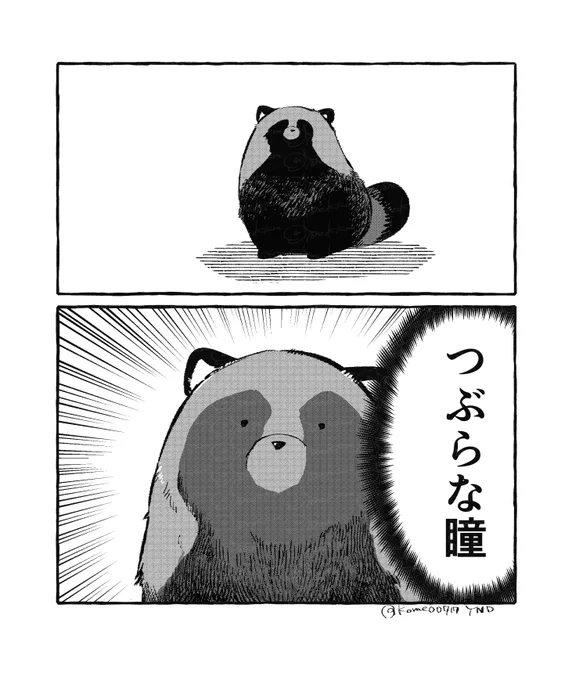 たぬき 