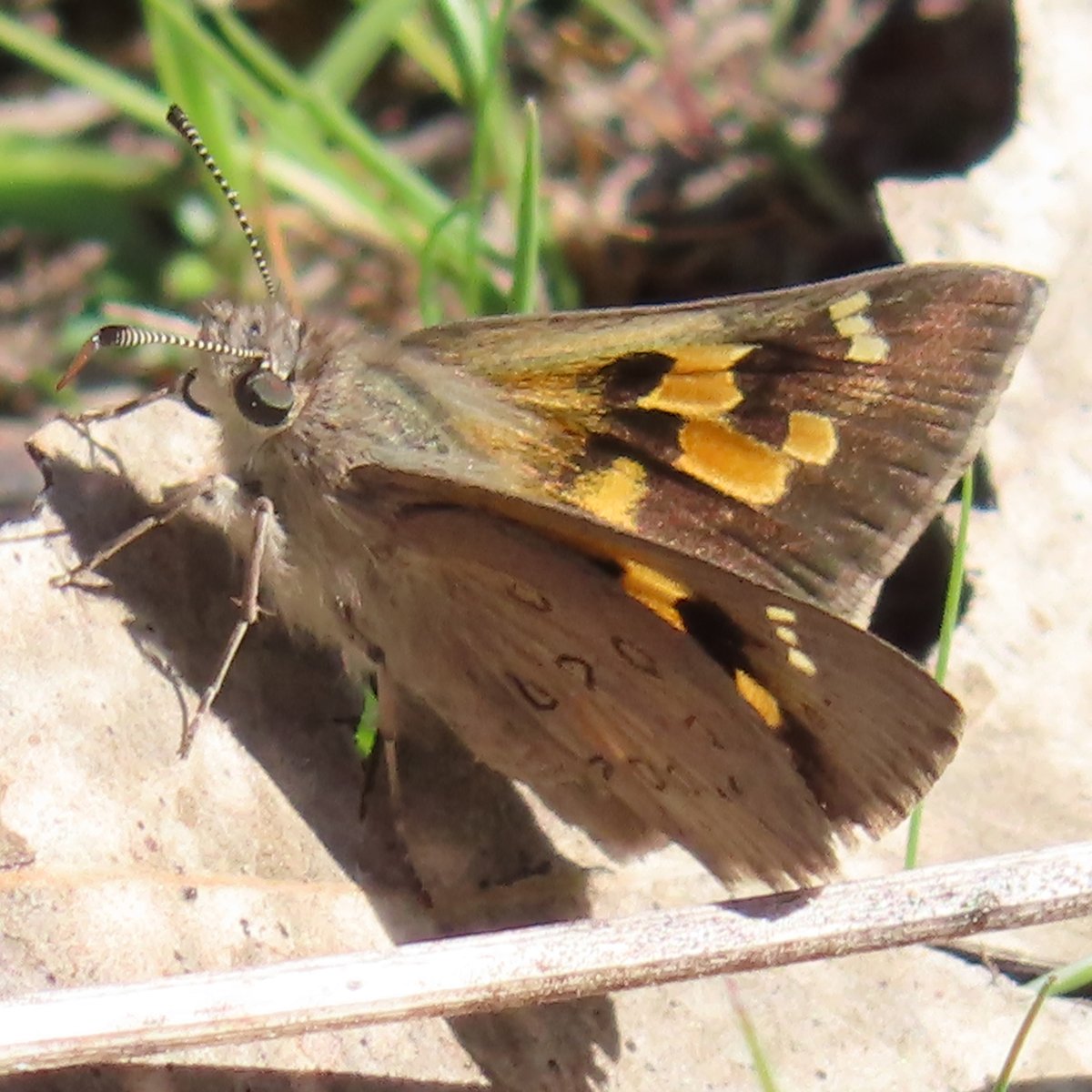 A joy to see the first Heath Ochre #butterfly of the season in Mount Taylor Nature Reserve, a stronghold for this tiny skipper, with an abundance of eucalypt woodland containing its preferred larval food plant the Wattle Mat-rush or Lomandra filiformis @NatureMapr @CitSciOZ