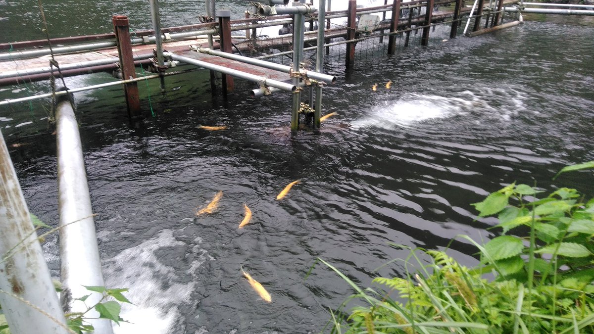 noburons's tweet photo. 神様を拝みに　お昼まで🎣😄　
底や離れた所から　ダッシュで追ってくるが🐟💨　
つい見えてる魚に惑わされてしまいました。
いやー面白いです！😍🎣　
また　遊びに行きまーす🤗
#浅川国際鱒釣場　#浅国 https://t.co/J55lO8t2k4
