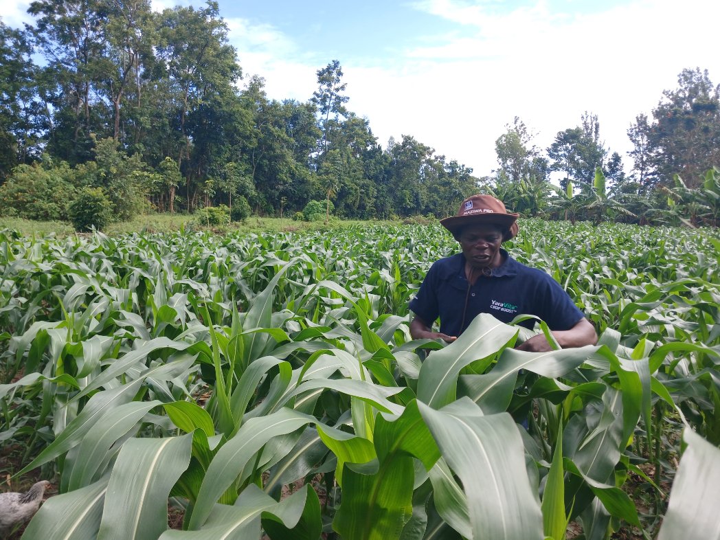 PATRICK61594997's tweet photo. Kazi safi ya Yara MiCROP fertiliser from @YaraKenya 
@ronniechirchir @diangaronald @rodgers_kirwa @MFarmguard @kibrutto @Billngeno @savannahboy52 @sam#MboleaNiYara https://t.co/Ot8xmH0zMv