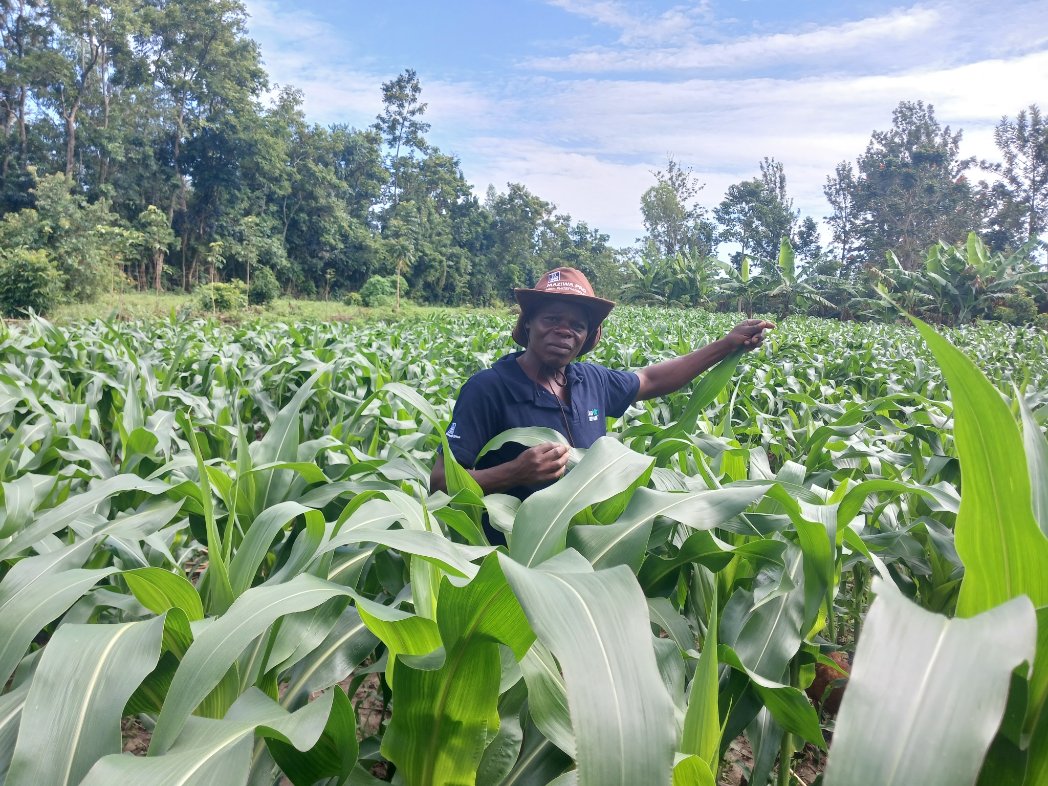 PATRICK61594997's tweet photo. Kazi safi ya Yara MiCROP fertiliser from @YaraKenya 
@ronniechirchir @diangaronald @rodgers_kirwa @MFarmguard @kibrutto @Billngeno @savannahboy52 @sam#MboleaNiYara https://t.co/Ot8xmH0zMv