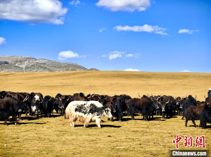 PDChinaLife's tweet photo. Herds of yaks grace an extensive ecological pasture in Qumalai County of northwest China's Qinghai Province. #BeautifulChina https://t.co/uLDKMTbbiI