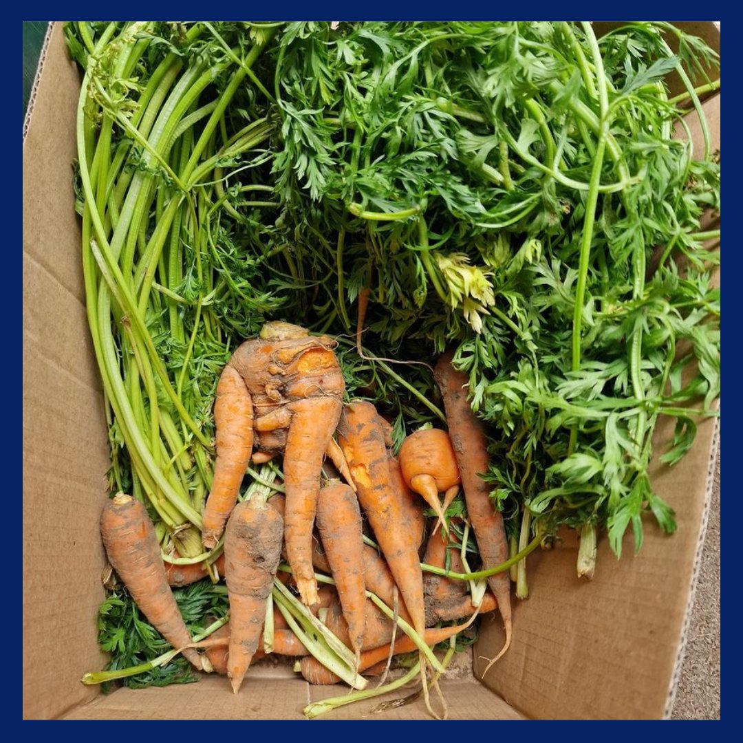 Pathway students have been busy growing lots of vegetables in their new polytunnel!

They have recently donated a box of carrots to a local Rabbit Rescue Charity for the animals to enjoy🥕

#cvaproud