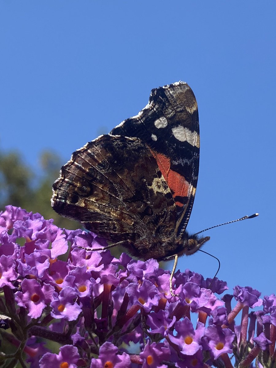 It’s still warm enough for this butterfly...

#SeftonPark