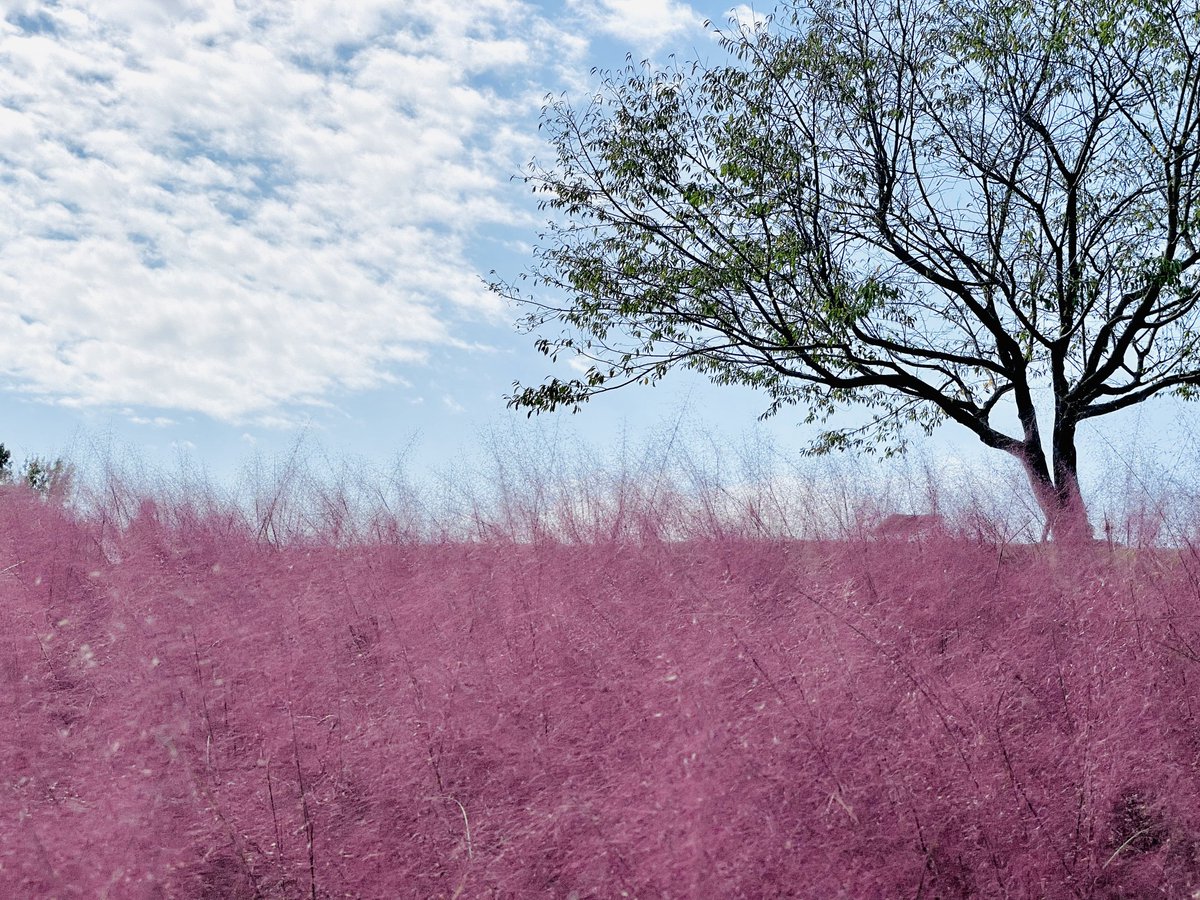 enjoy_expo's tweet image. 9月30日(土)〜10月29日(日)までの期間、万博記念公園花の丘では「コスモス・コキアフェスタ」が開催されます🪻今年も12万本のコスモスと4000株のコキア、ピンクの穂が美しいミューレンベルギアなど、丘一面が秋の花々で彩られる予定です。（写真はいずれも昨年10月中旬に撮影）osaka1shop2channel.jp/blog-entry-241…