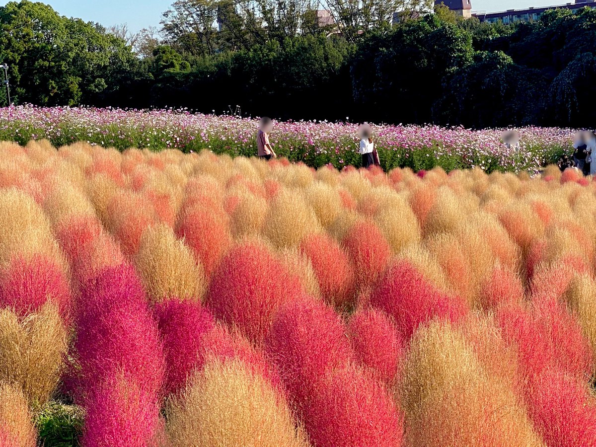 enjoy_expo's tweet image. 9月30日(土)〜10月29日(日)までの期間、万博記念公園花の丘では「コスモス・コキアフェスタ」が開催されます🪻今年も12万本のコスモスと4000株のコキア、ピンクの穂が美しいミューレンベルギアなど、丘一面が秋の花々で彩られる予定です。（写真はいずれも昨年10月中旬に撮影）osaka1shop2channel.jp/blog-entry-241…