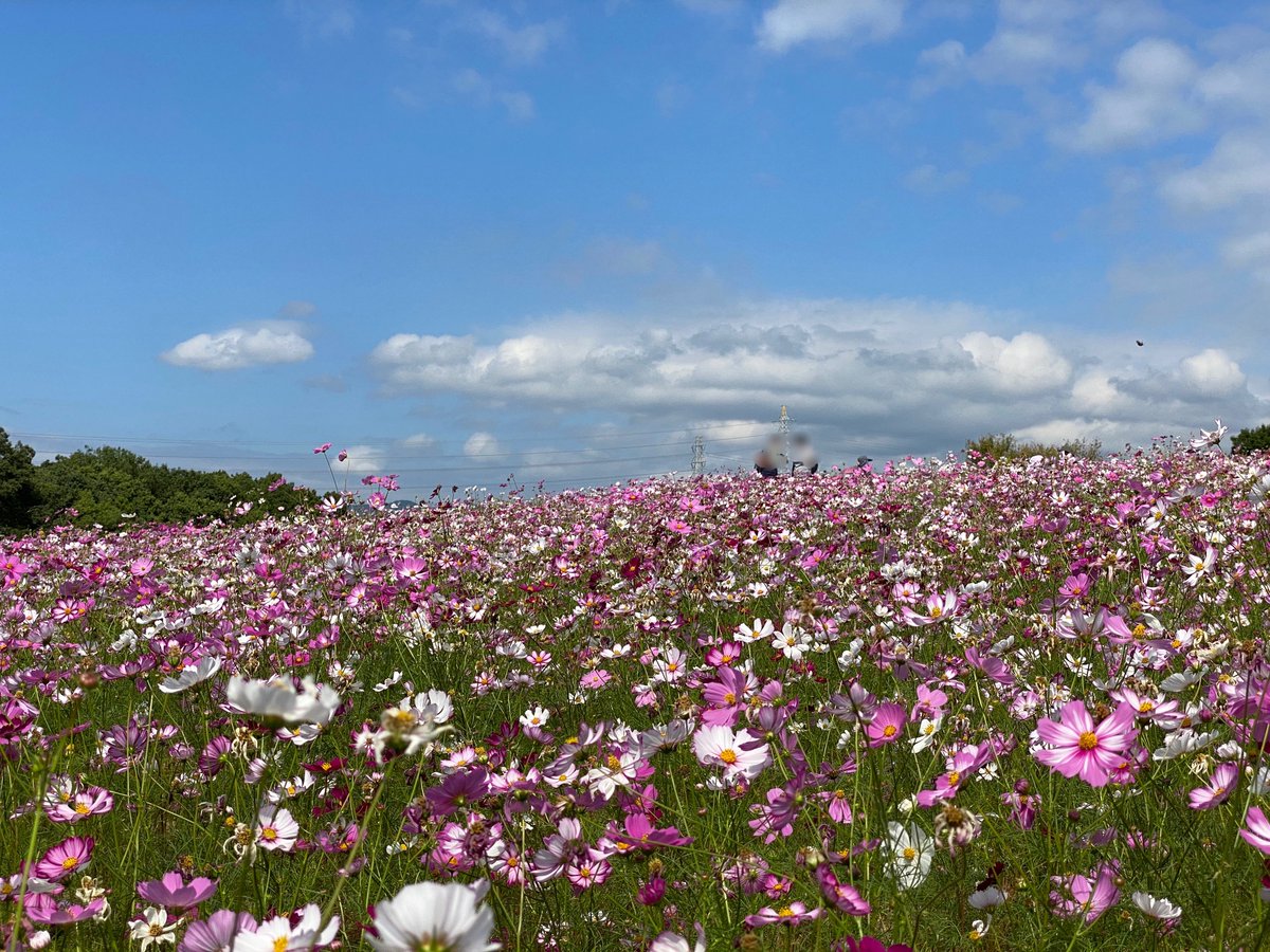 enjoy_expo's tweet image. 9月30日(土)〜10月29日(日)までの期間、万博記念公園花の丘では「コスモス・コキアフェスタ」が開催されます🪻今年も12万本のコスモスと4000株のコキア、ピンクの穂が美しいミューレンベルギアなど、丘一面が秋の花々で彩られる予定です。（写真はいずれも昨年10月中旬に撮影）osaka1shop2channel.jp/blog-entry-241…