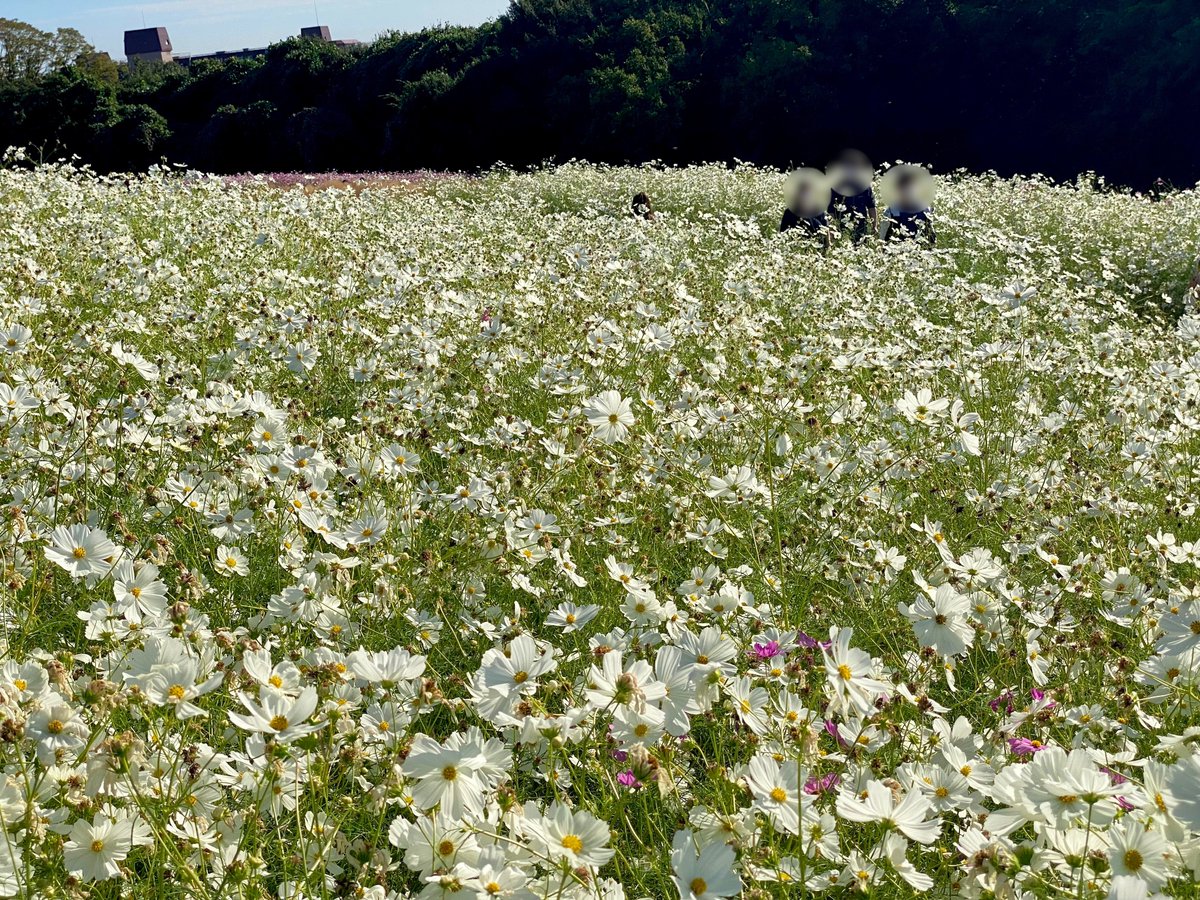 enjoy_expo's tweet image. 9月30日(土)〜10月29日(日)までの期間、万博記念公園花の丘では「コスモス・コキアフェスタ」が開催されます🪻今年も12万本のコスモスと4000株のコキア、ピンクの穂が美しいミューレンベルギアなど、丘一面が秋の花々で彩られる予定です。（写真はいずれも昨年10月中旬に撮影）osaka1shop2channel.jp/blog-entry-241…