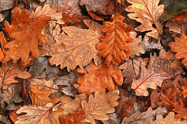 tipsjardines's tweet photo. ¡Descubrimiento increíble! 🌿🍂 Las hojas de nuestros árboles no solo son hermosas, ¡son nutrientes en acción! 😲💚 Cuando caen y se descomponen, alimentan nuestro jardín y lo hacen más fértil. 🌱🌳 #Jardinería #NutrientesNaturales #SueloFértil https://t.co/UGRTTYlMHm