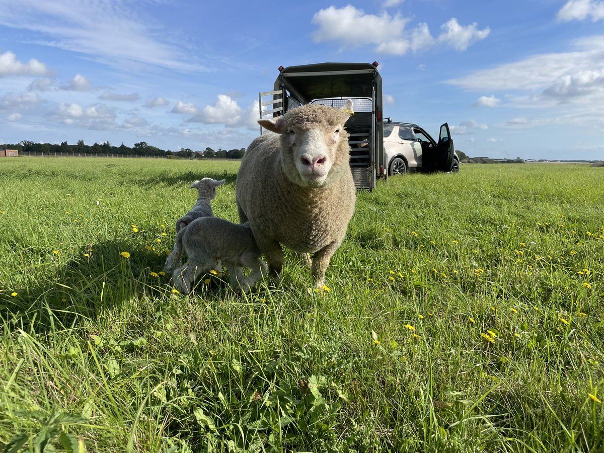 WantisdenHallFa's tweet photo. Itβs that time of year again,
#lambing is in full swing! A perfect way to utilise all our cover crops overwinter. @CenturionGroup2 @dhpdsba #polldorsets #autumnlambing https://t.co/Ezw3ixjLFg