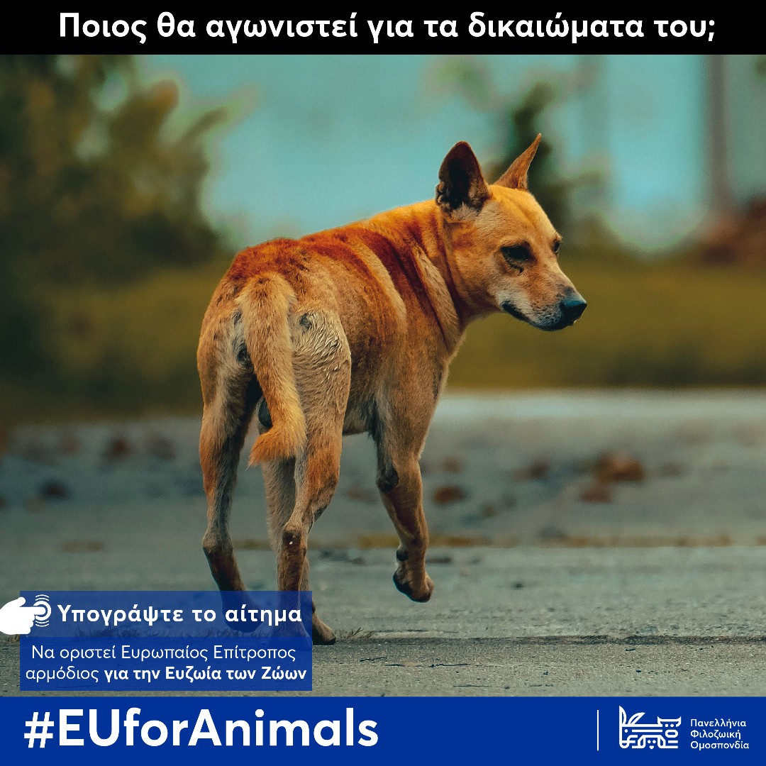 Ποιοι θα αγωνιστούν για τα δικαιώματά του;
Τα ζώα χρειάζονται ισχυρότερη φωνή στην Ευρώπη. | Υπογράψτε εδώ | Πληροφορίες 👉 euforanimals.eu/el

#EUforAnimals #Φιλοζωική #Φιλοζωία #animalrights #greece #ζώα #animalcharity #Ελλάδα