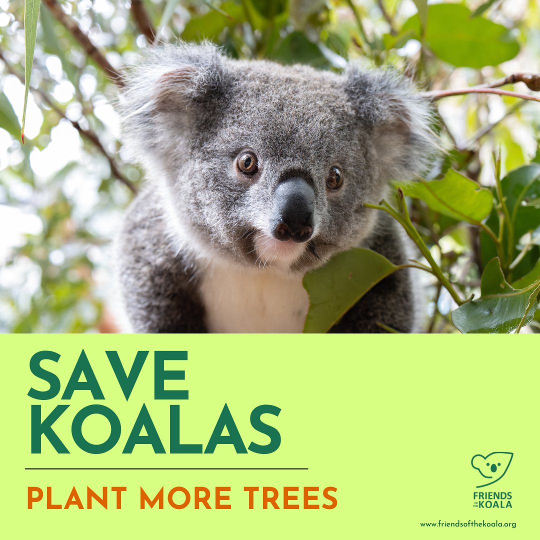 It's #savethekoalamonth help us #plantmoretrees! Did you know we run a nursery in #Lismore and #landholders can buy trees for $1? ow.ly/C2pE50PMHWi