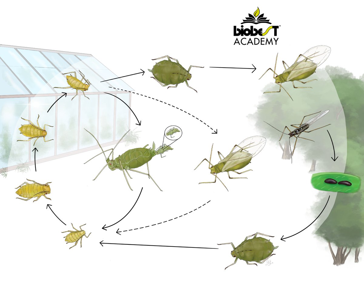 Aphids can strike at any time of year, and autumn influxes into greenhouses can catch you off guard. Refresh your memory on the biological control products available with a FREE, 7 module e-learning course on the Biobest Academy: biobestacademy.learnupon.com/store/3027781-…