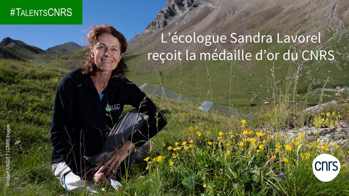 CNRS Écologie & Environnement (@cnrsecologie) on Twitter photo #TalentsCNRS 🥇 | L'@INEE_CNRS adresse toutes ses félicitations à l'écologue Sandra Lavorel du <a href="/EcologieAlpine/">Laboratoire d'Ecologie Alpine</a> pour sa médaille d'or du CNRS ! 👏🎉Cette distinction récompense un parcours exceptionnel 🧵⤵️
➡️🗞️ cnrs.fr/fr/presse/leco… #TalentsCNRS 🥇 | L'@INEE_CNRS adresse toutes ses félicitations à l'écologue Sandra Lavorel du <a href="/EcologieAlpine/">Laboratoire d'Ecologie Alpine</a> pour sa médaille d'or du CNRS ! 👏🎉Cette distinction récompense un parcours exceptionnel 🧵⤵️
➡️🗞️ cnrs.fr/fr/presse/leco…