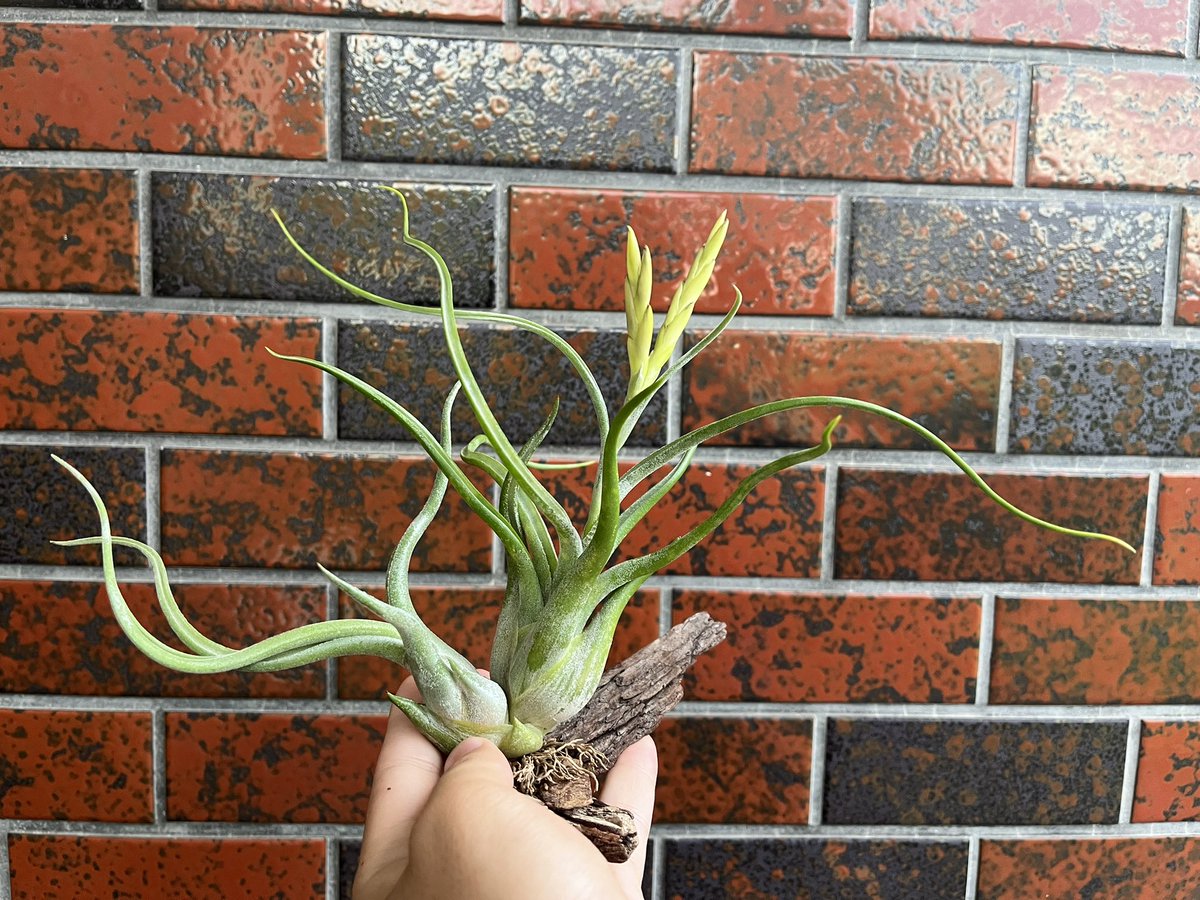 73KRayZu's tweet photo. 我が家のダイソーカプトの中でかなり元気な2体🐍✨🍍2ヶ月前と比べて明らかに子株が倍以上に大きくなっているのが分かります‼️110円の方は、種鞘も成長しています🌱 2023/9/21

#カプトメデューサエ #チランジア #エアプランツ #壺型種 #子株 #種鞘 #caputmedusae #tillandsia #airplants https://t.co/ZSsfwR0hCy