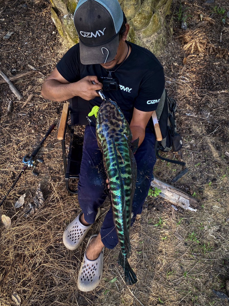 bellpulak's tweet photo. OZMY all the way!!!
#ozmyfishing
#ozmy https://t.co/hDvF7LTwyG