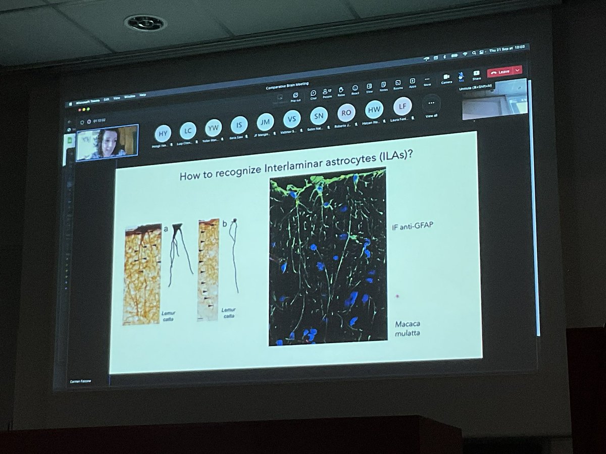 katjaQheuer's tweet photo. Now amazing talk by @CarmenFalcone6 about The special features of cortical astrocytes in primates.
#compMRI @R3RT0 @NeuroecologyLab @AssafLab https://t.co/xtb5aTRJkY