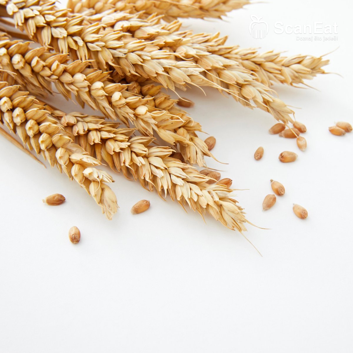 scaneatapp's tweet photo. Osobe s preosjetljivošću na gluten mogu iskusiti različite probleme probavnog sustava, a mogu patiti i od nespecifičnih simptoma. 

Izaberite gluten među intolerancijama, a aplikacija #ScanEat će vas obavijestiti je li u nekom proizvodu ima glutena.

 #doznajstojedes #gluten https://t.co/iorT0zQK3h
