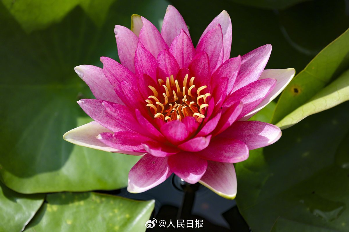 PDChinaLife's tweet photo. Bright colored water lilies emerged from their intertwined pads in the West Coast New Area of Qingdao, east China's Shandong Province. #ChinaAlbum https://t.co/zseZdWbIVT