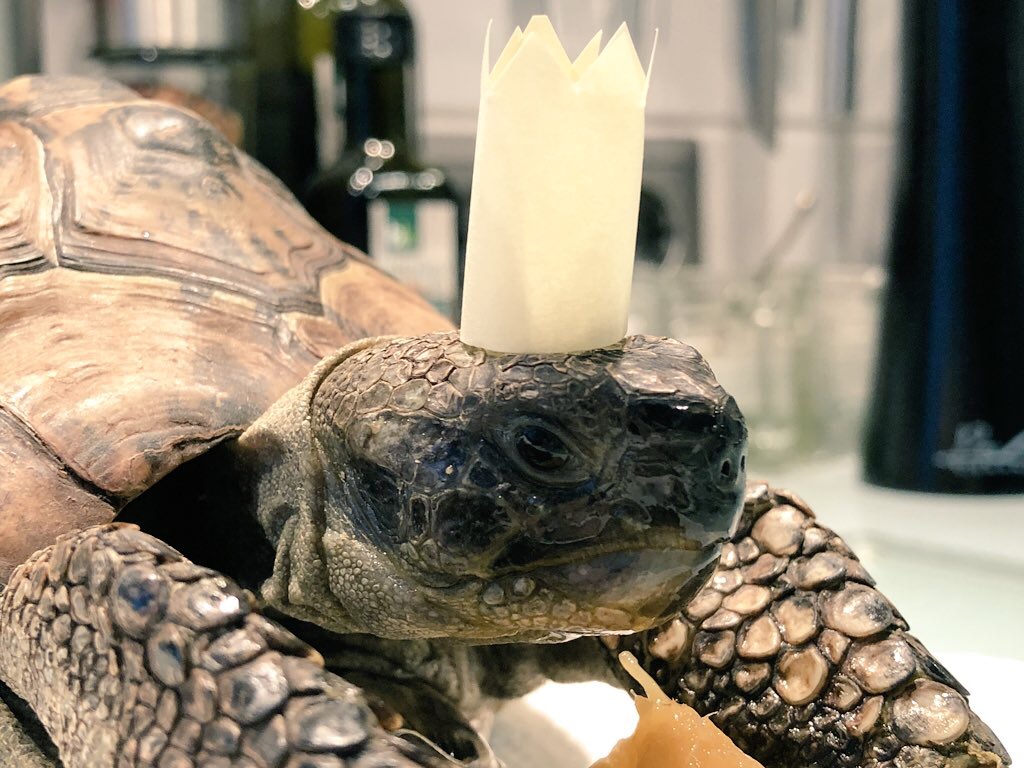 Grolmori's tweet photo. Regel Nummer 1:
Hat die Schildkröte Geburtstag, bekommt sie eine Krone aufgesetzt.

Ein Uhu ist neidisch. https://t.co/m2B8FiZyLv