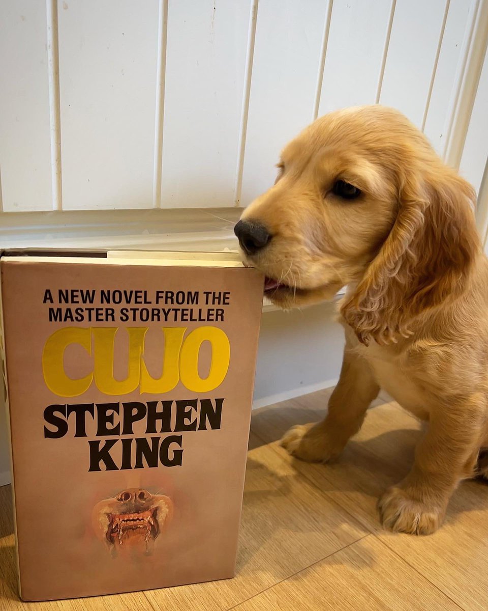 RenfrewCatman's tweet photo. Happy birthday to the King 👑 
@StephenKing https://t.co/RbyDhu4eNa