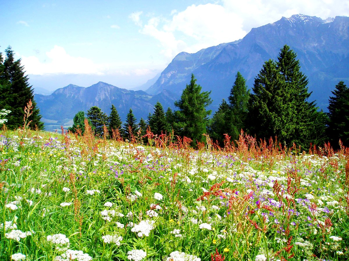 5280_dave's tweet image. WANDER

St. Margrethenberg #switzerland #pfäfers #hiking #wander #stgallen