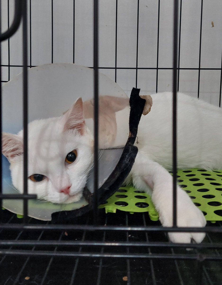 dwi_iindah's tweet photo. Halo kaka2, aku mau open donasi untuk pengobatan kucing aku namanya Papat. Dia didiagnosa #FIPbasah 2 hari yang lalu. Papat butuh injeksi obat selama 84 hari. 1 vial obat bisa Papat pake untuk 7 hari, jadi total Papat butuh 12 vial. 1 vial harganya 810rb. #BasmiFIP https://t.co/hlQ3AdFSuK