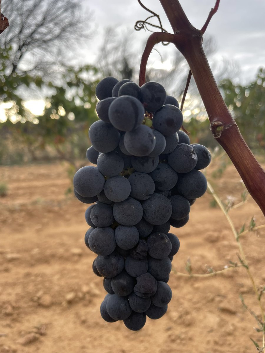 Harvesting the main grape in <a href="/navarrawine/">Navarra Wine</a>, Tempranillo. It represents 40% of Hect. in Navarra Appellation. Let’s rock