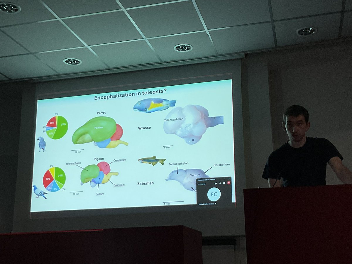 katjaQheuer's tweet photo. Now we are diving into the world of fish brains with @p_estienne fantastic talk on Different ways of evolving tool-using brains in teleosts and amniotes .
With Kei Yamamoto
#compMRI @R3RT0 @NeuroecologyLab @AssafLab https://t.co/pezTnkbFcn