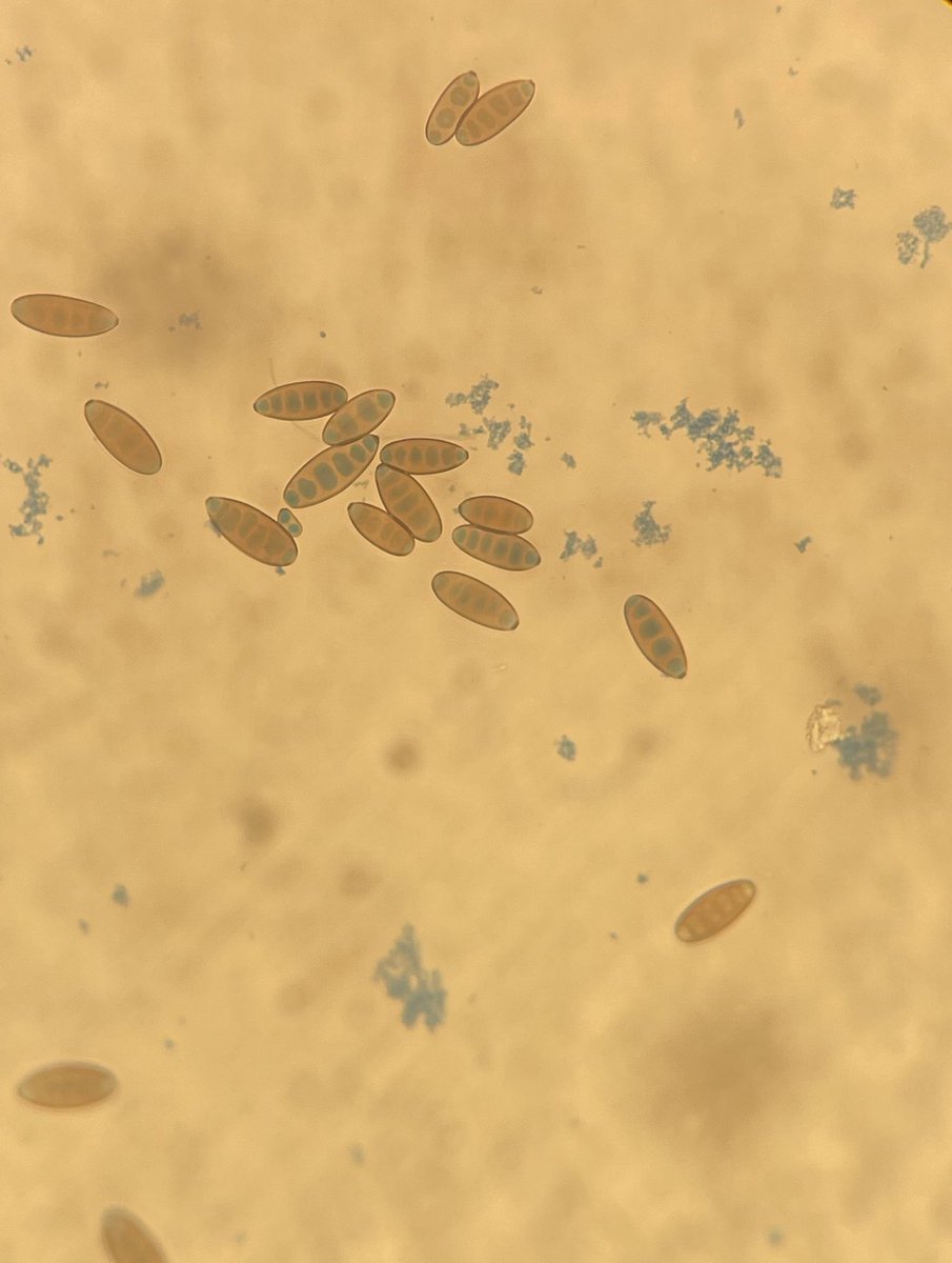 Mycology LAB 🍄✨