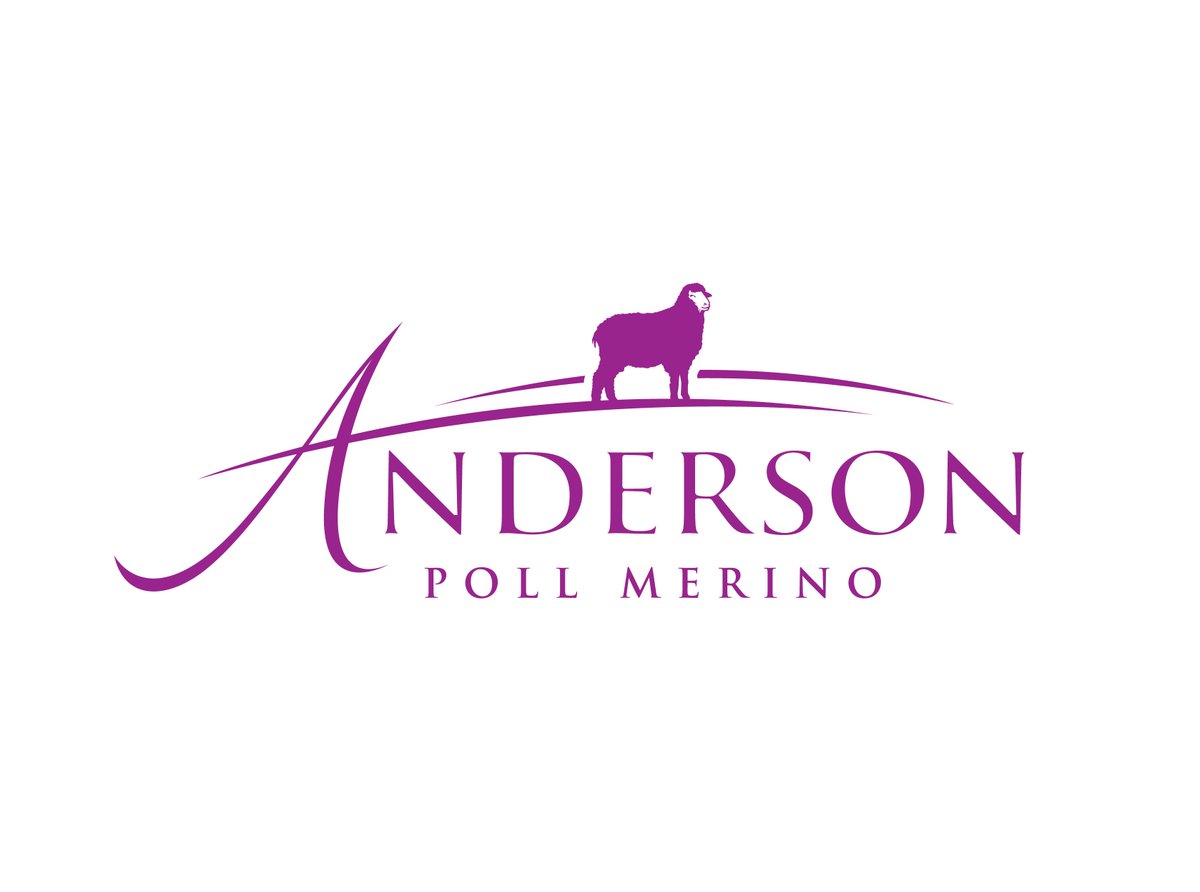 Lynleykoj's tweet photo. We've been busy! Official launch of our new logo and website, and ram sale catalogue is out now too https://t.co/zNYOsJj4le or info@andersonrams.com.au for an email copy #PollMerino
Thanks @EmmaGrabham and @carotelfer for your help.
Ram Sale Wednesday 18th October https://t.co/Kt0flTqCEI