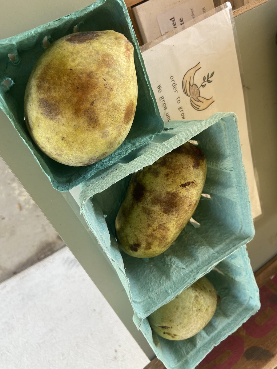 AliLanyonABC27's tweet photo. It’s #NationalPawpawDay! Have you ever tried one? I got a pawpaw crash course yesterday at #ThreefoldFarm in Mechanicsburg. And now I have some for @BrettThackABC27 and @jamescrummel to try on air this morning! #27Daybreak #SocialSip 💛 https://t.co/PXxMAn94IO