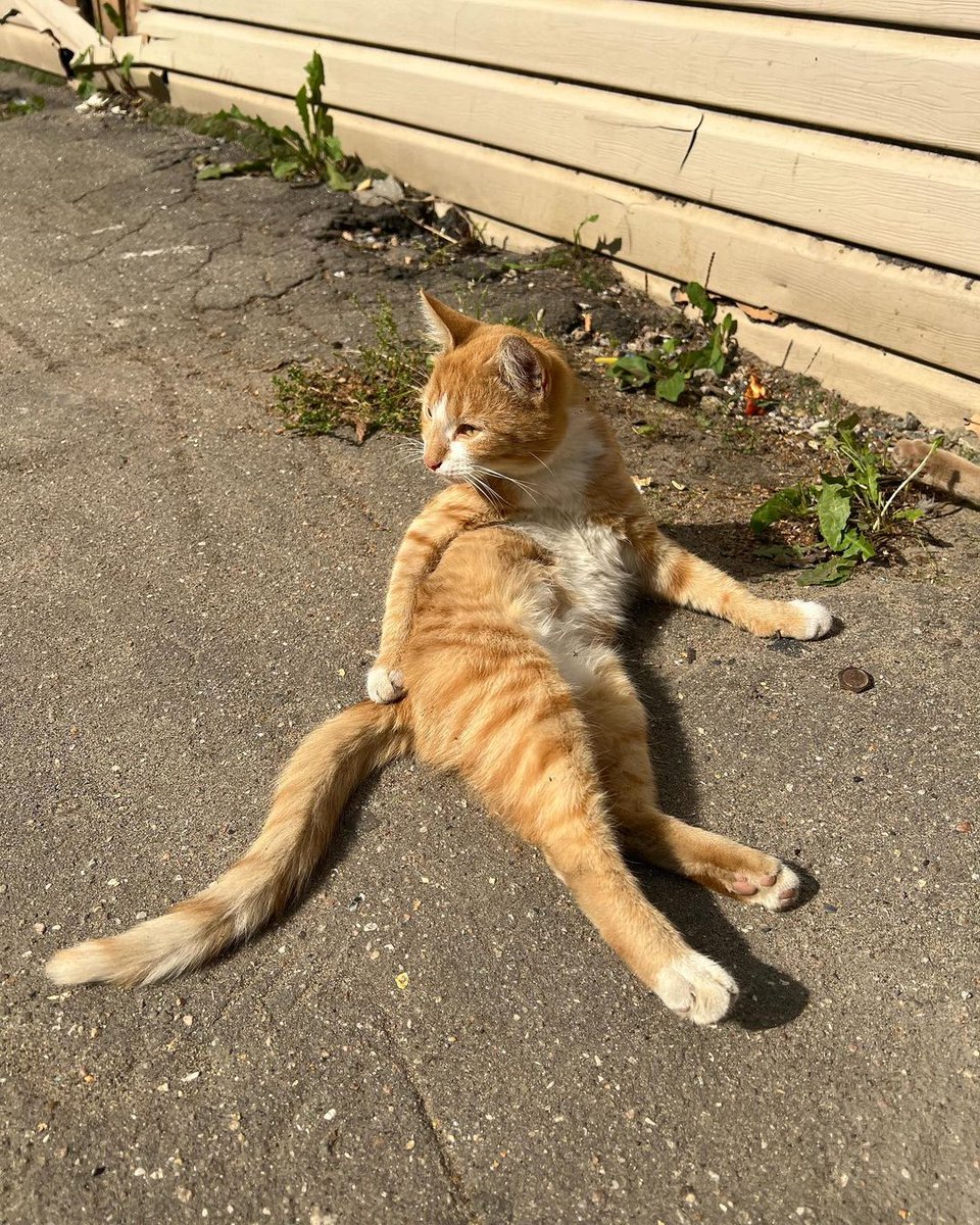 #Москва #Химки
Рыжик живёт на улице💔 и очень надеется, что его заметят🙏
Совсем ещё малыш, примерно 4 месяца, доверчивый обаяшка
Скоро будет совсем холодно, может найдётся человек кто готов подарить рыжику семью🙏
☎️89653663195 Лина
Пост от instagram.com/help_lilu_cat
#рыжик_ищетдом