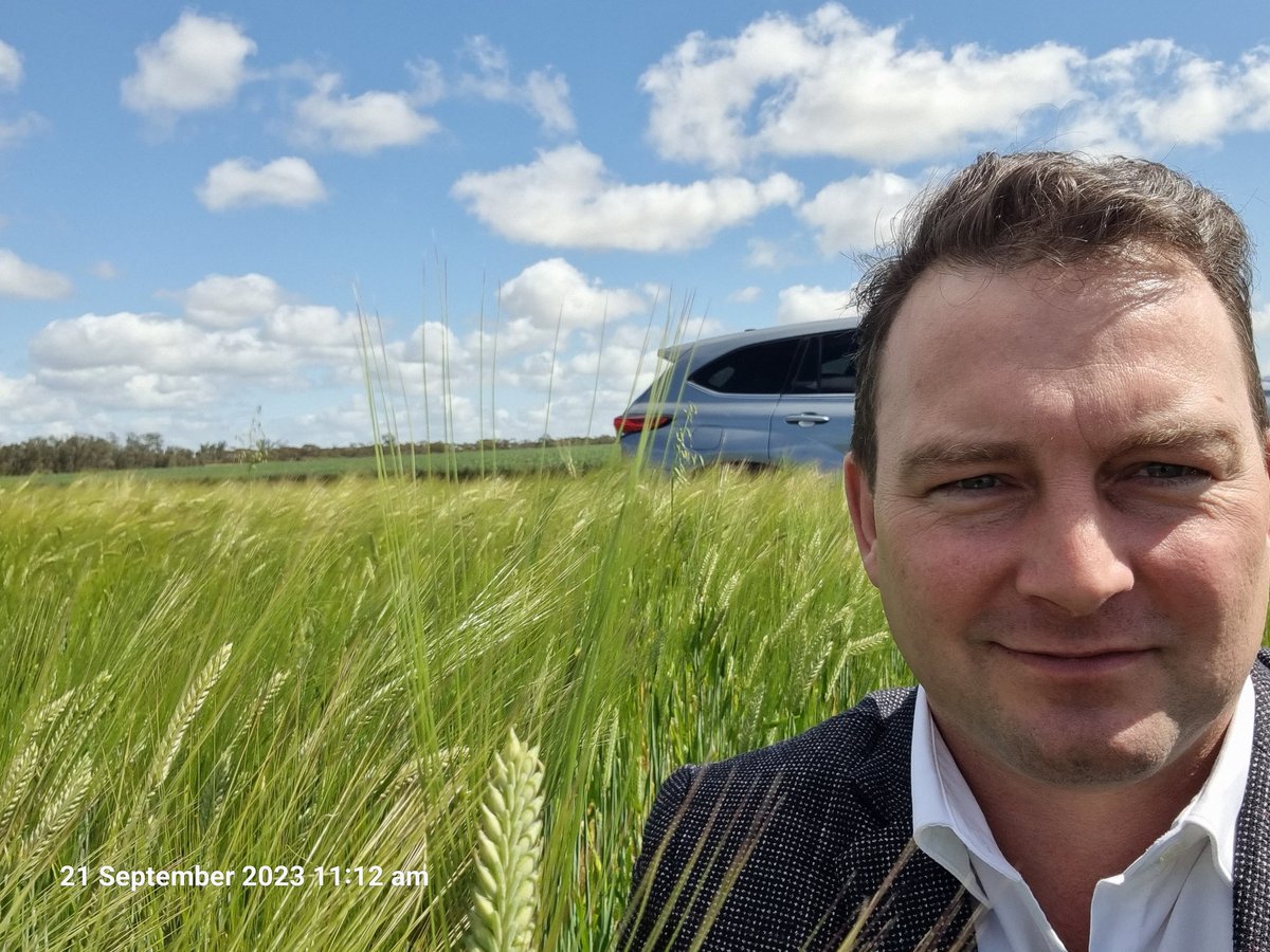 I cautiously entered dictator @DanielAndrewsMP territory today; from Mildura  headed south to Manangatang and then Swanhill  Vic. Crops gradually improved. You can see farmers are hopeful of a good crop with a new Grainline bunker loader and some field bins showing up.