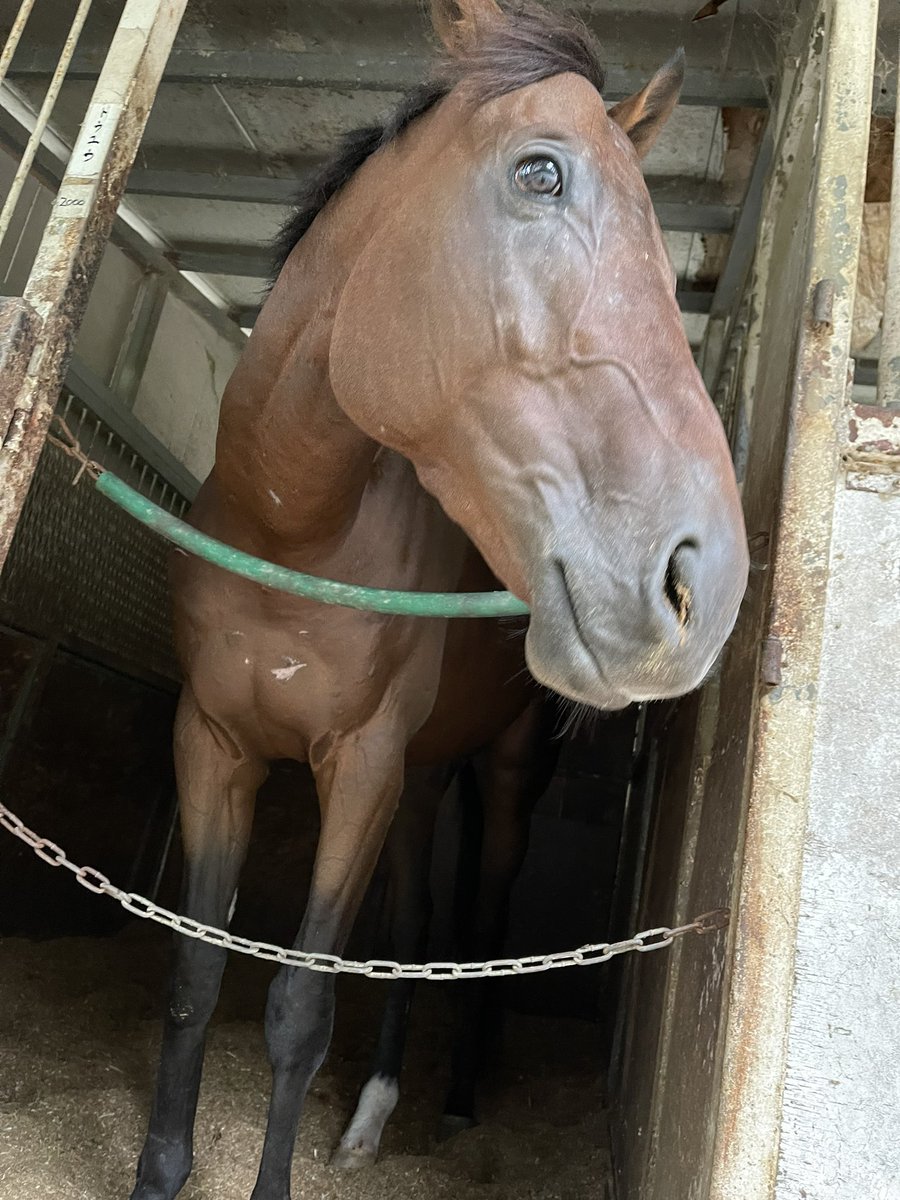turnierstall's tweet photo. 新しい子が仲間入りです。
#シルバーティムール
2020年4月8日生
父リアルスティール
母ピエールドリュヌ
母父キングカメハミハ https://t.co/BypmE2YIw6