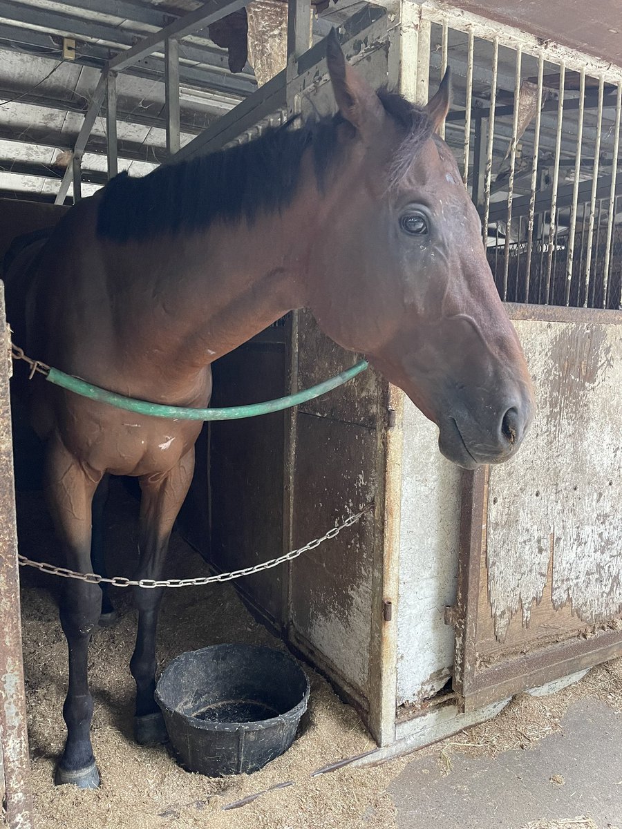 turnierstall's tweet photo. 新しい子が仲間入りです。
#シルバーティムール
2020年4月8日生
父リアルスティール
母ピエールドリュヌ
母父キングカメハミハ https://t.co/BypmE2YIw6
