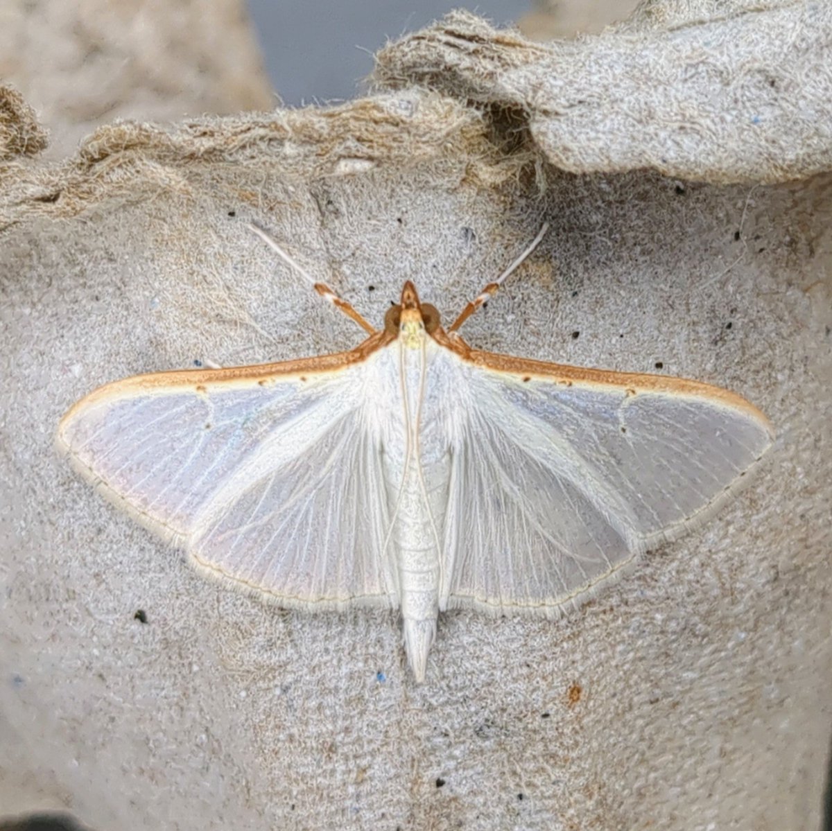 Rusty Dot Pearl and Palpita Vitrealis at Heysham this morning.

@MigrantMothUK 
#MothsMatter