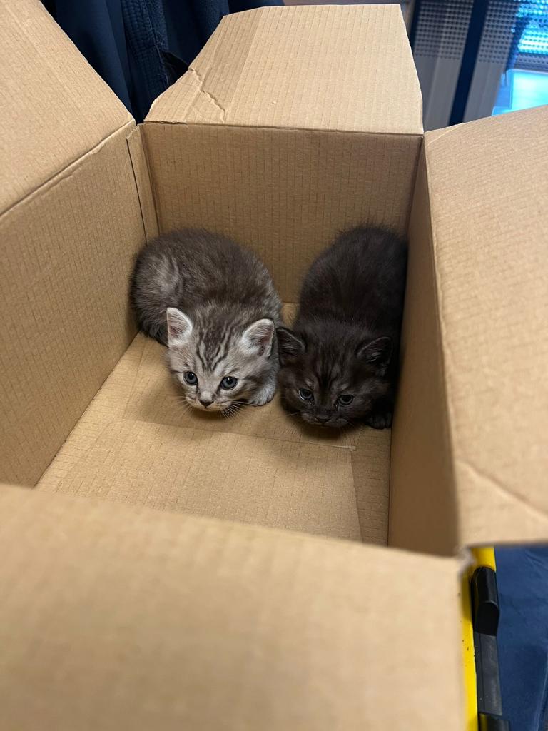 To the person who left these two sweet babies outside the rear of nationwide bank in St Albans, I hope you rot in hell, they are safe now, but you are absolute scum 😡😡😡😡😡😡😡😡😡😡😡😡