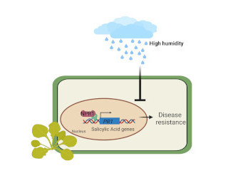 embojournal's tweet photo. Why does high #humidity make plants more vulnerable to various diseases?
Xiufang Xin and coworkers show that it dampens functions of the #salicylic acid pathway and #NPR1 to cause an immune-compromised status in #Arabidopsis
https://t.co/TyZIiVfKsI https://t.co/5CzXLoaxFh