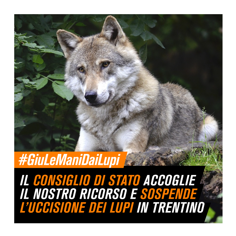 LAV_Italia's tweet photo. Grazie a ricorso LAV e altre associazioni, Consiglio di Stato sospende uccisione lupi condannati a morte da @MaurizioFugatti @ProvinciaTrento

Animali salvi almeno fino a udienza TAR del 28 settembre🐺

Noi intanto siamo già a lavoro per salvare definitivamente la vita dei lupi👇