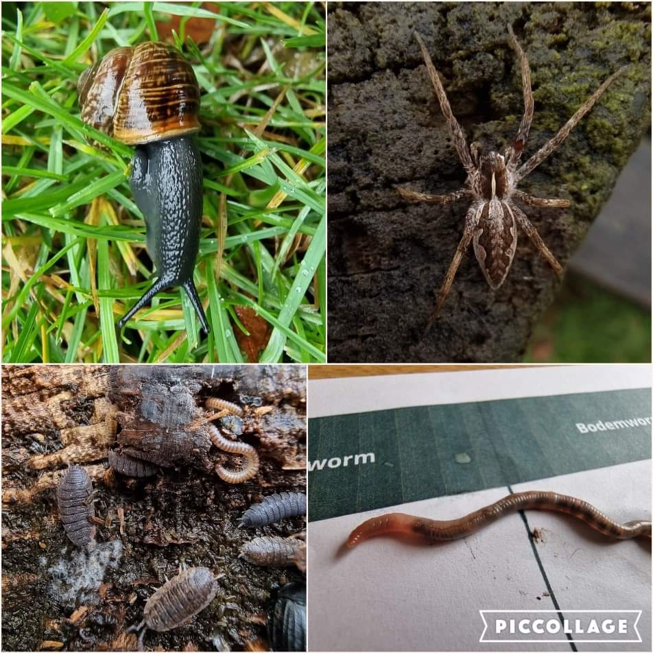 IvnKnnvAssen's tweet photo. Bodemdierendag

Het DCA organiseert komende zondag samen met de Insectenwerkgroep van het IVN KNNV een bodemdierendag. Met een schepje, zeefje een loepje gaan we kijken welke diertjes in de bodem leven.
Datum: Zondag 24 september
Plaats: Duurzaamheidscentrum Assen
Tijd: 13-15 uur https://t.co/aOWkD7FVu9