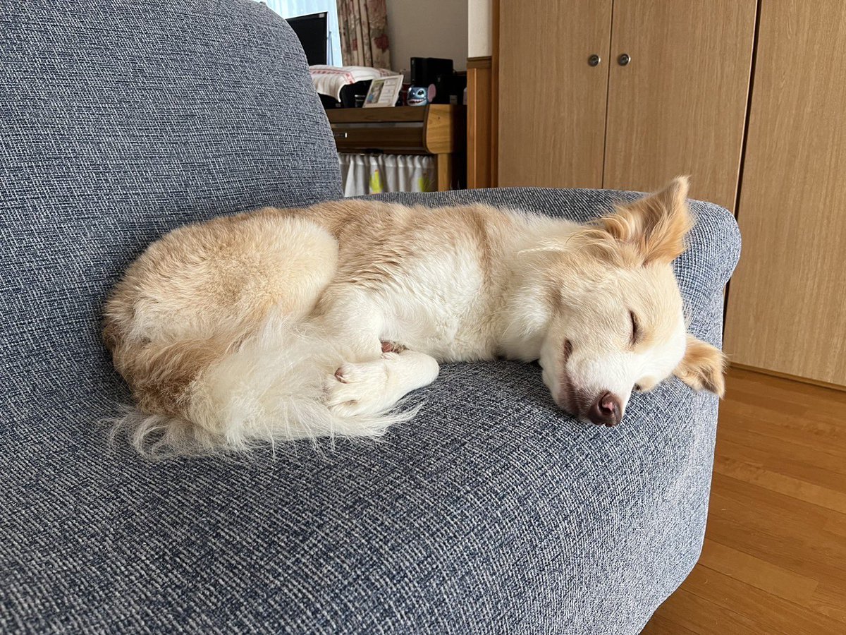 onigilife's tweet photo. はゎ、、しあわせ、、 https://t.co/fg9aHLJrp3