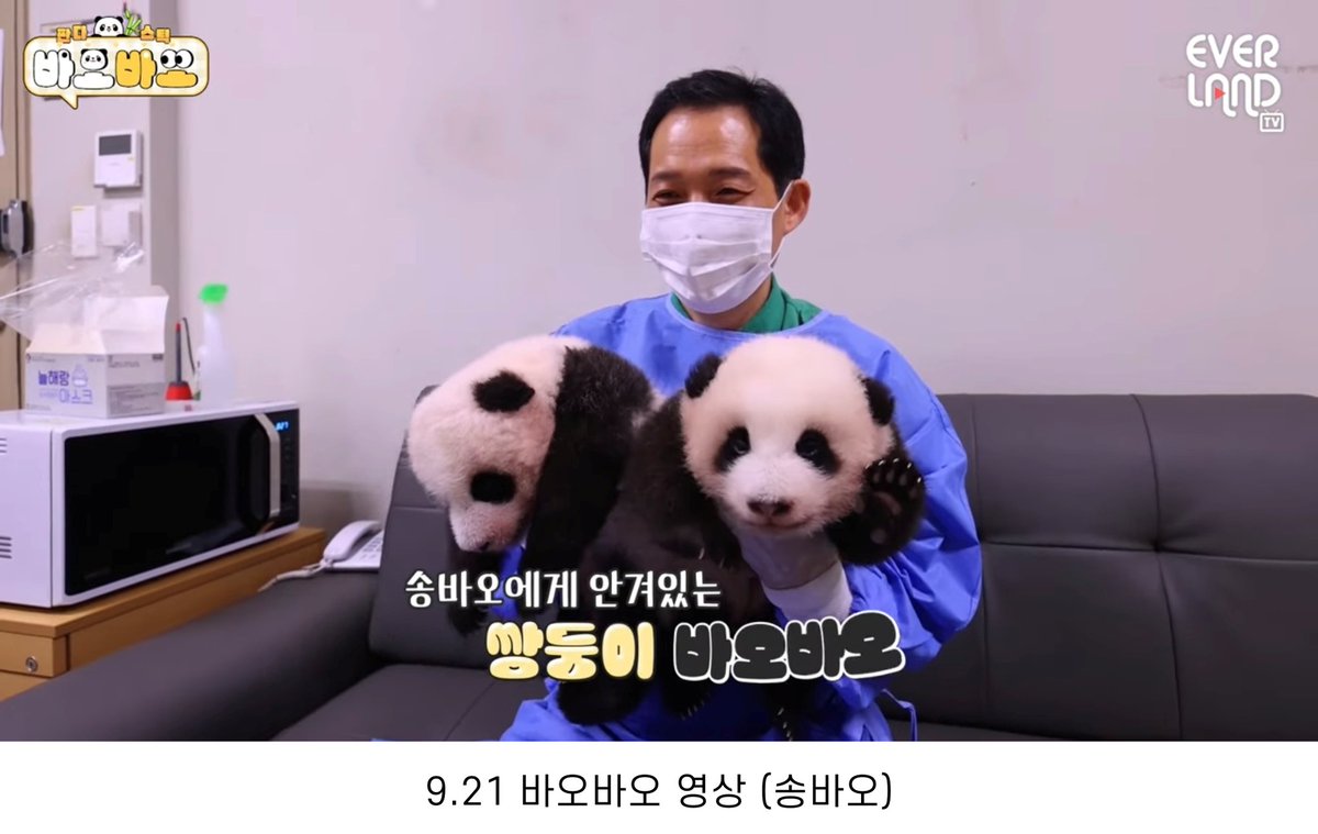 m1mchive's tweet photo. 쌍둥이 판다들 한 달 전과 오늘 비교 https://t.co/owlWD9VmfT
