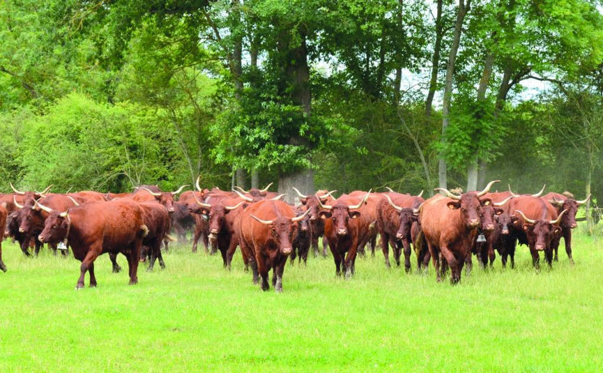 🚨🐑🐂 #FCO fièvre Catarrhale Ovine-sérotype 8 sur bovins et ovins: situation préoccupante au sud du Massif Central

ow.ly/kaNz50POcga