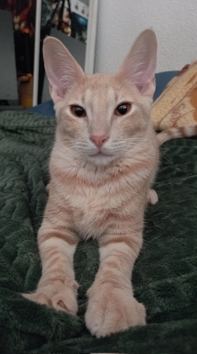 Ramses, ahora un miembro más de la familia gracias a <a href="/polineko_madrid/">Polineko cat café y centro de adopciones</a> 🐾✨