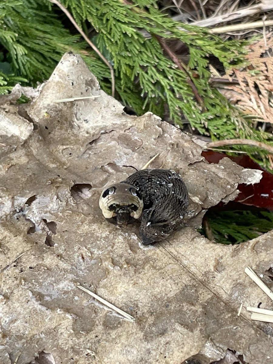 eth0n's tweet photo. What on earth is this #Springwatch help https://t.co/kTYXtalG6Q
